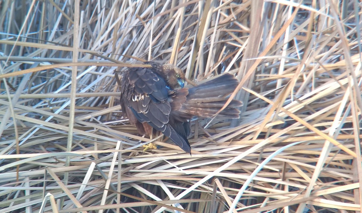 Western Marsh Harrier - ML290904551