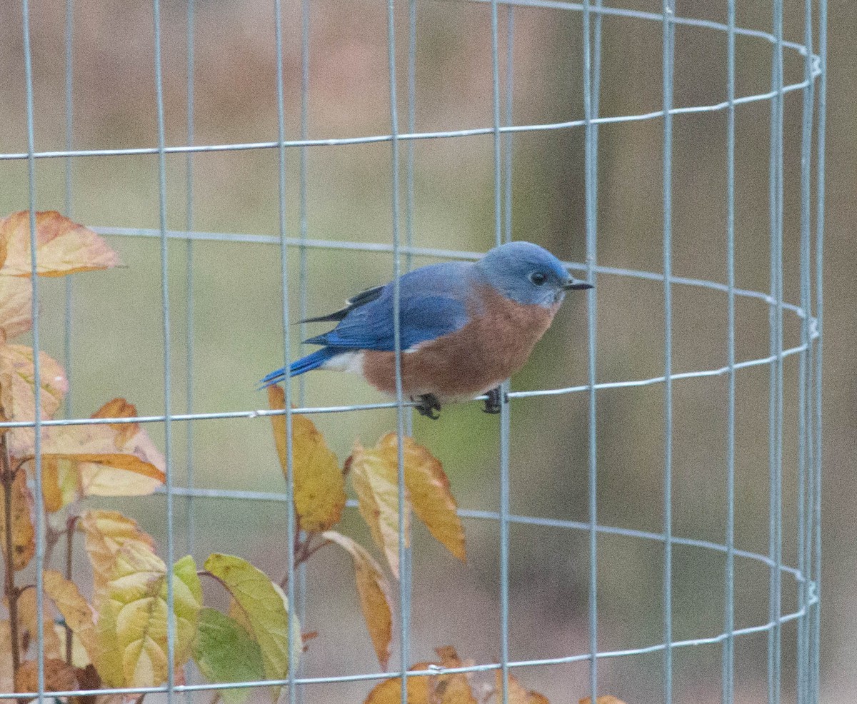 Eastern Bluebird - ML290905231