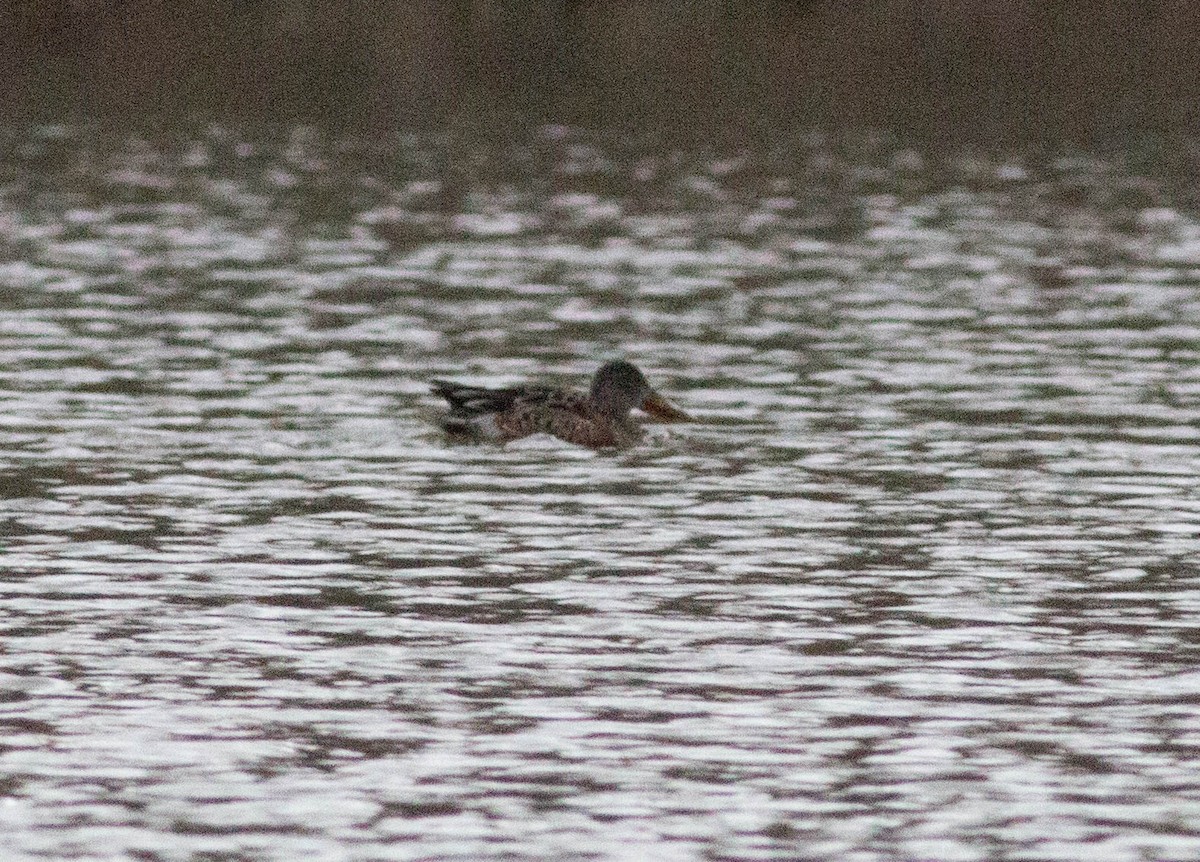 Northern Shoveler - Liz Shlapack