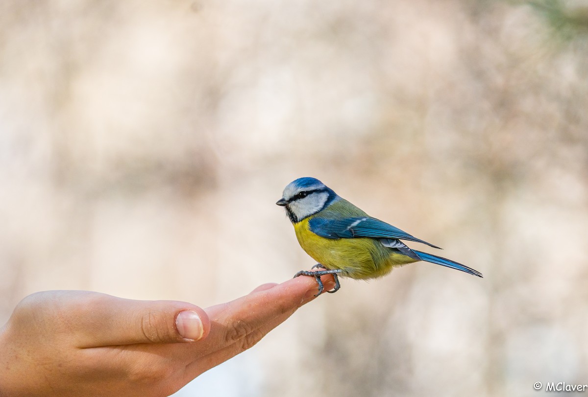 Eurasian Blue Tit - ML290905371