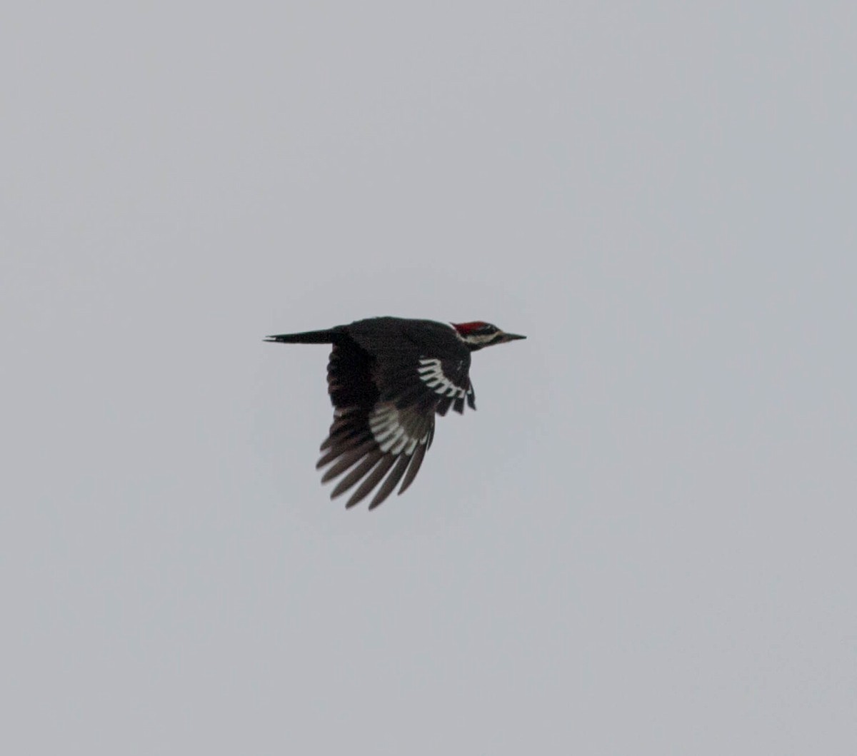 Pileated Woodpecker - ML290905411