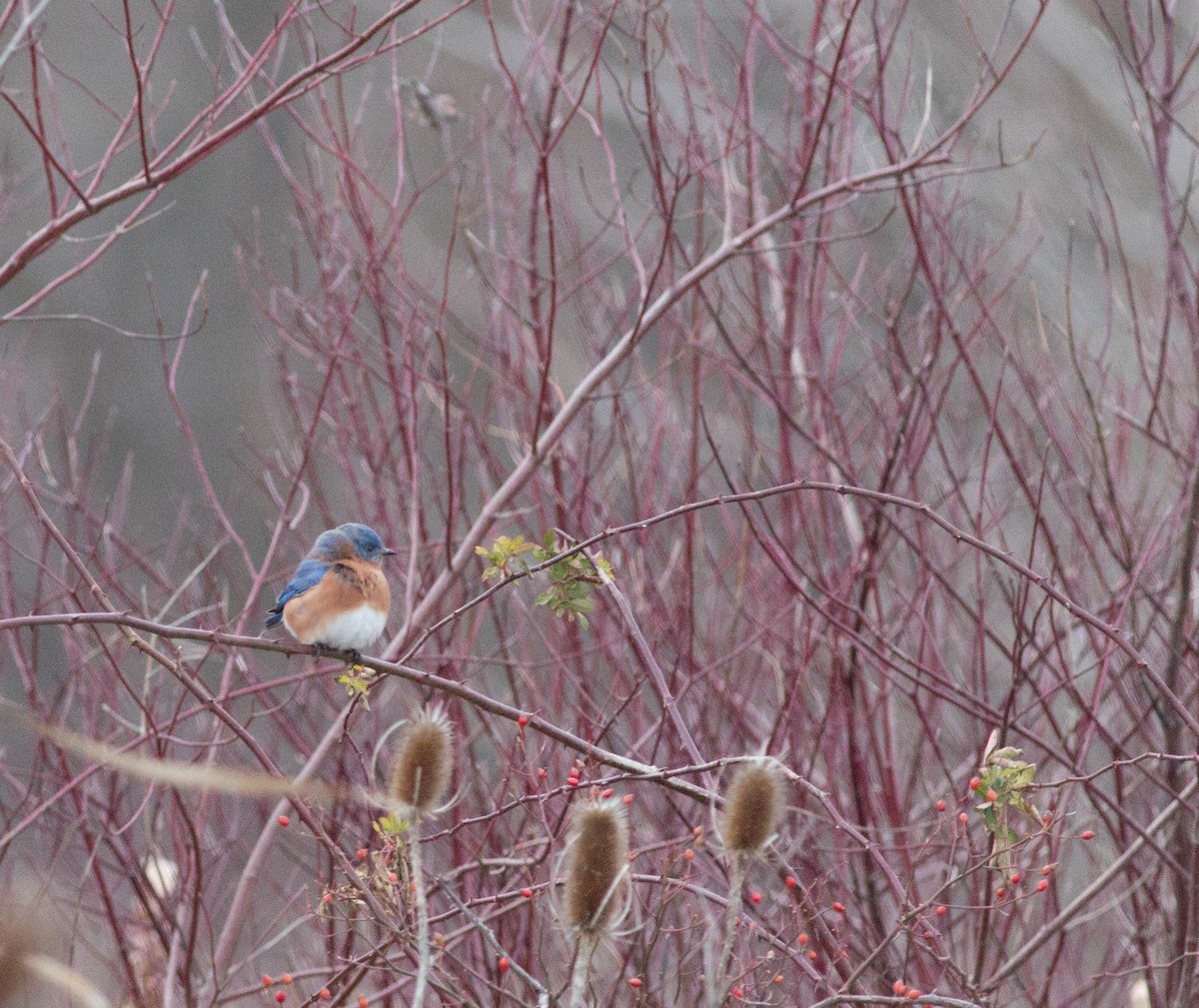 Eastern Bluebird - Liz Shlapack