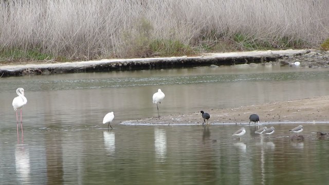 Common Greenshank - ML290906071