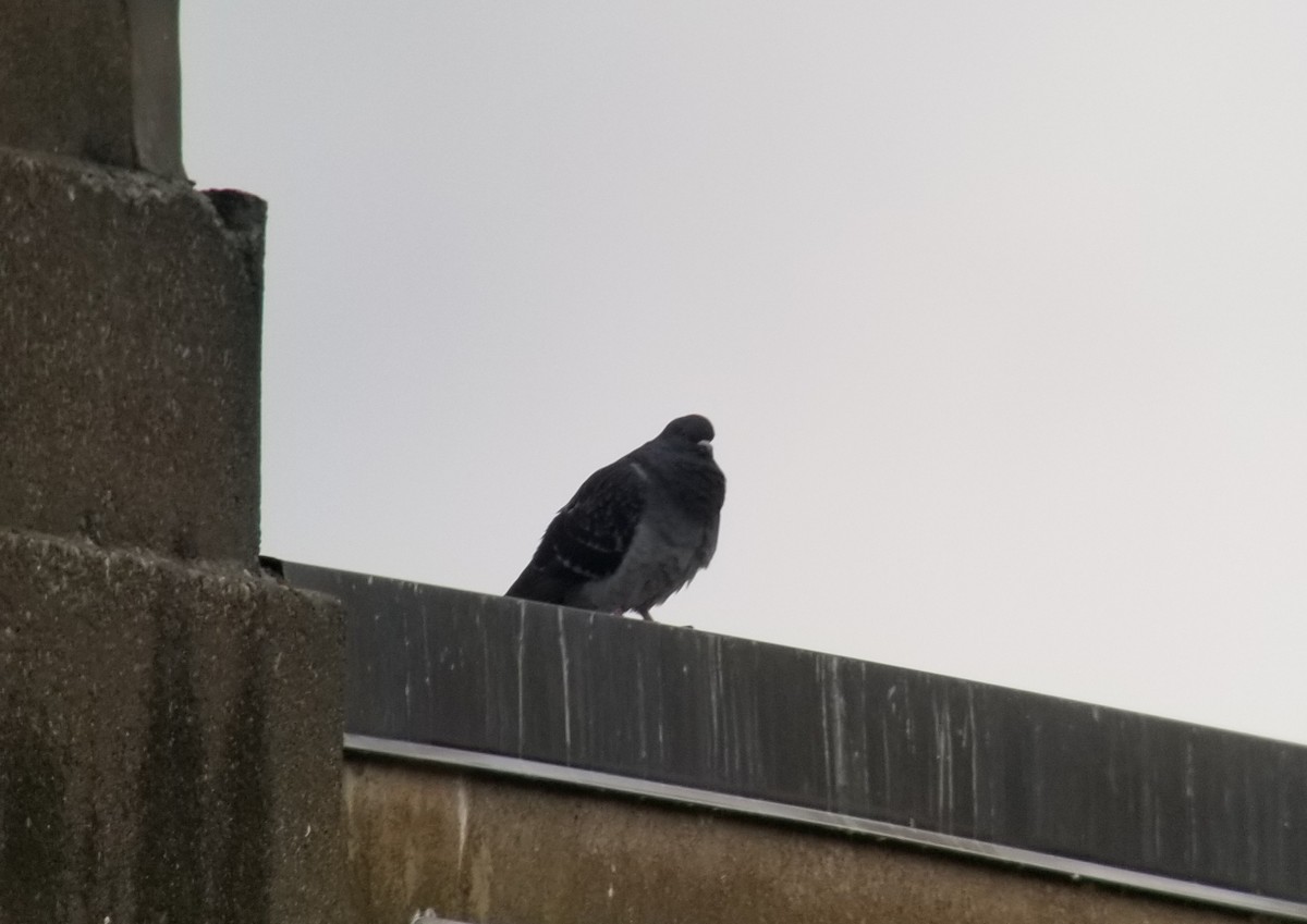 Rock Pigeon (Feral Pigeon) - ML290906971