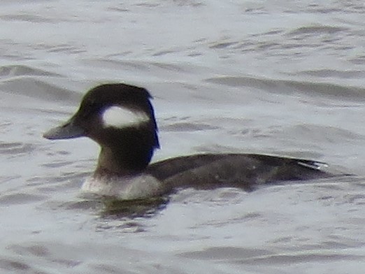 Bufflehead - ML290907911