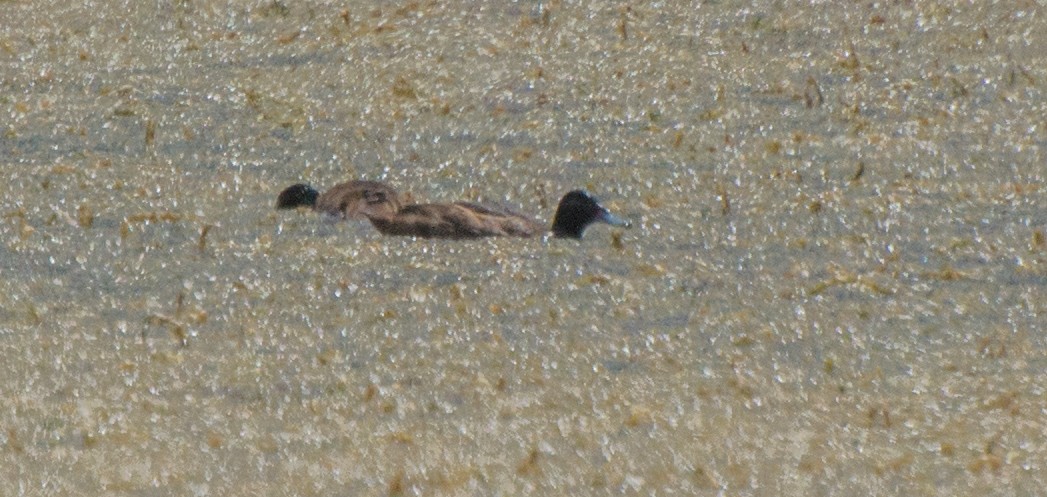 Black-headed Duck - ML290908401