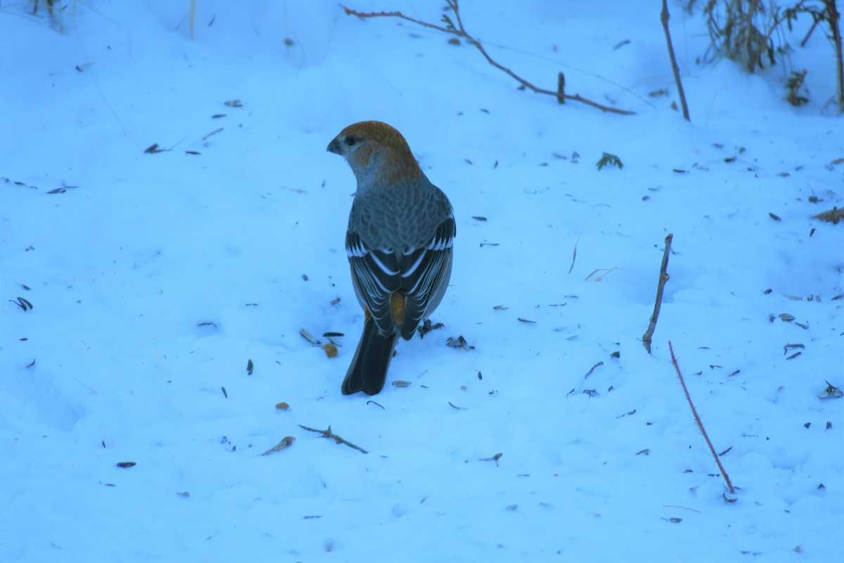 Pine Grosbeak - Shelagh Parken