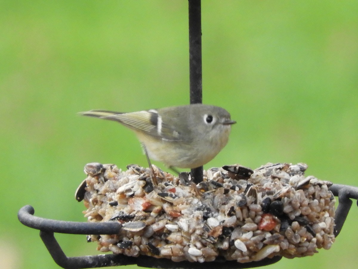 Ruby-crowned Kinglet - ML290912141