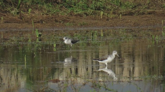 Common Greenshank - ML290912521