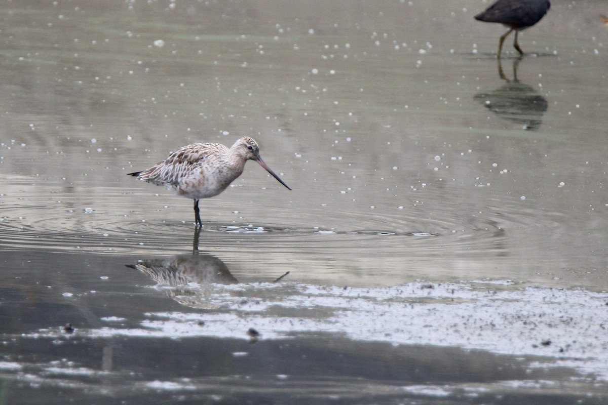 Bar-tailed Godwit - ML290912611