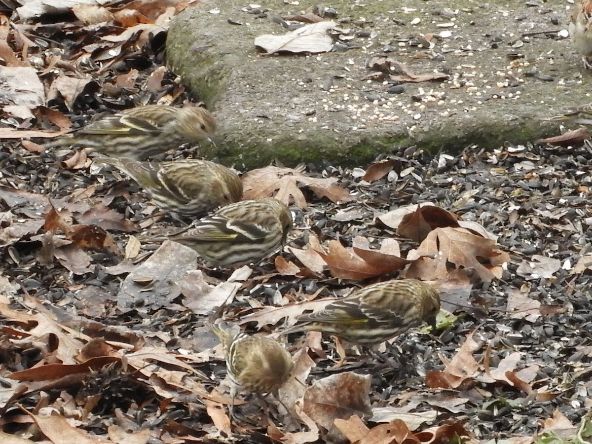 Pine Siskin - ML290913041