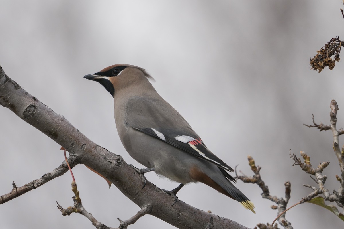 Bohemian Waxwing - Joey Negreann