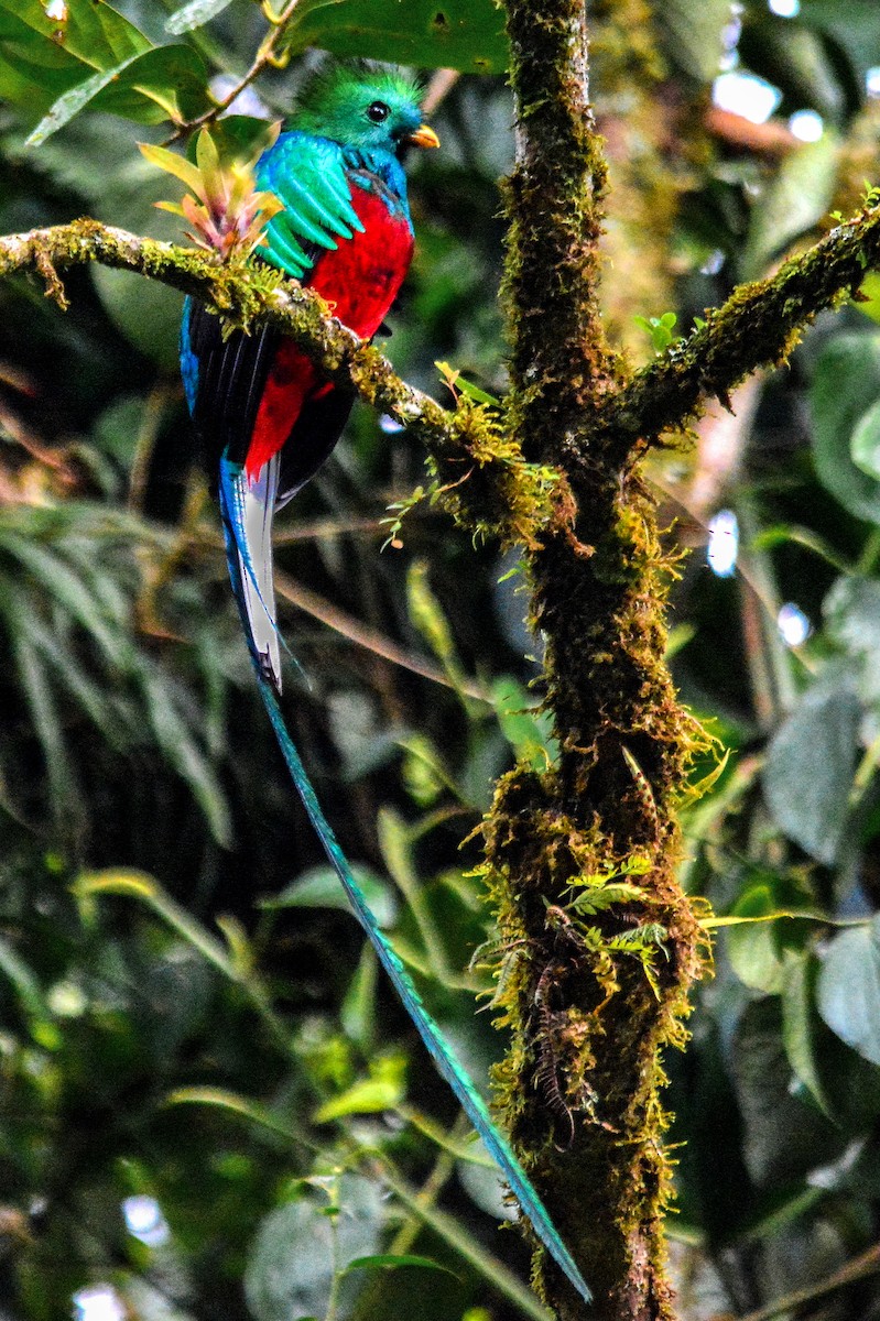Quetzal resplendissant - ML290916191