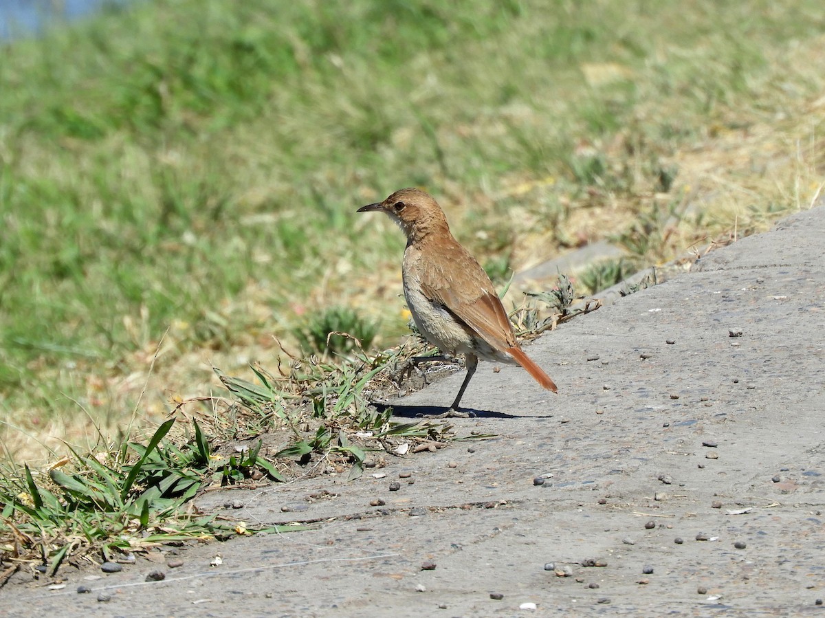 Rufous Hornero - ML290916391