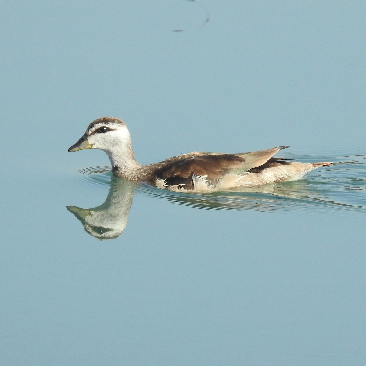 Cotton Pygmy-Goose - ML290917431