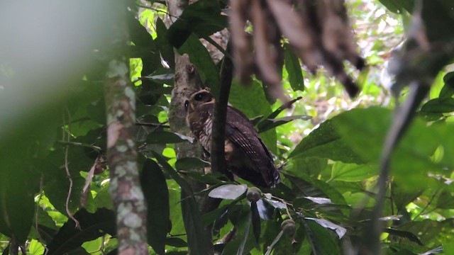 Band-bellied Owl - ML290919041