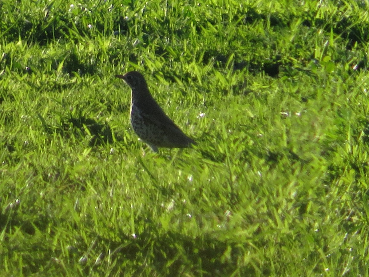 Mistle Thrush - ML290919191