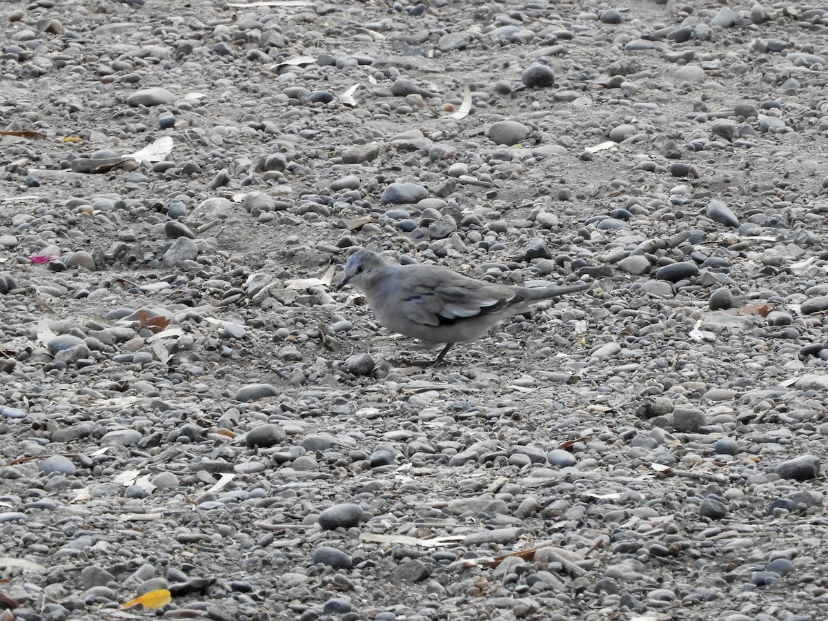 Picui Ground Dove - ML290919421