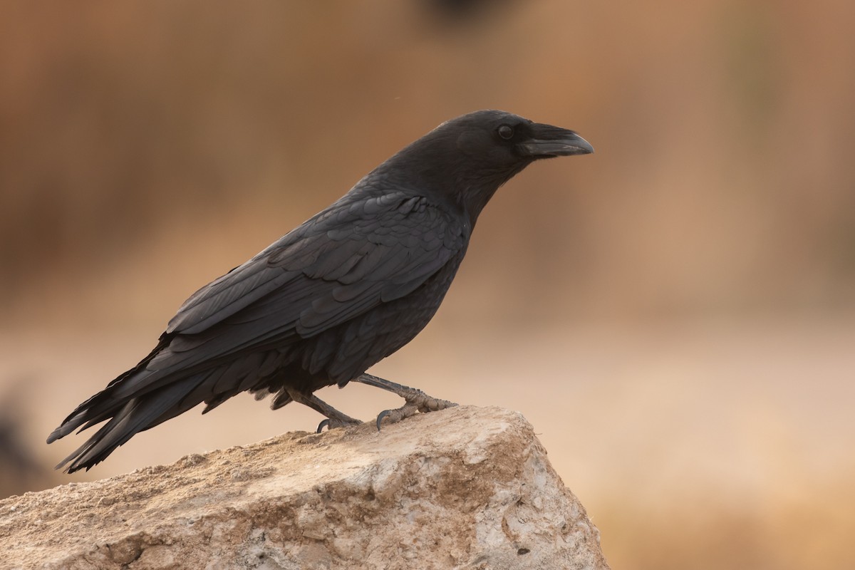 Chihuahuan Raven - ML290919601