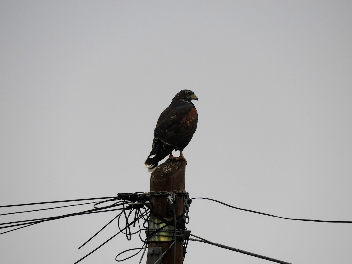 Harris's Hawk - Gonzalo Diaz / Birdwatching Argentina.Ar