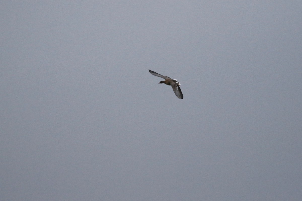 Pink-footed Goose - Denis Tétreault