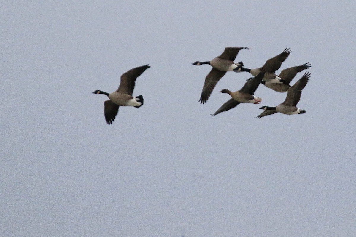 Pink-footed Goose - ML290920341