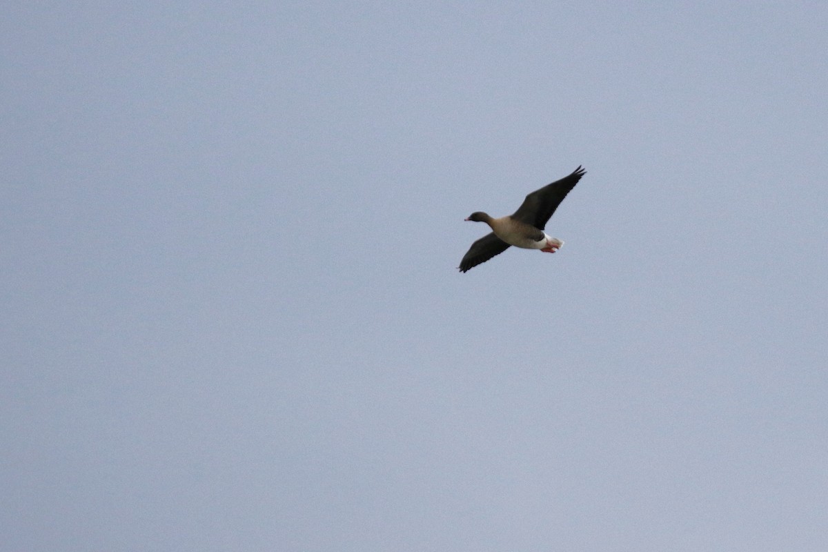 Pink-footed Goose - ML290920381