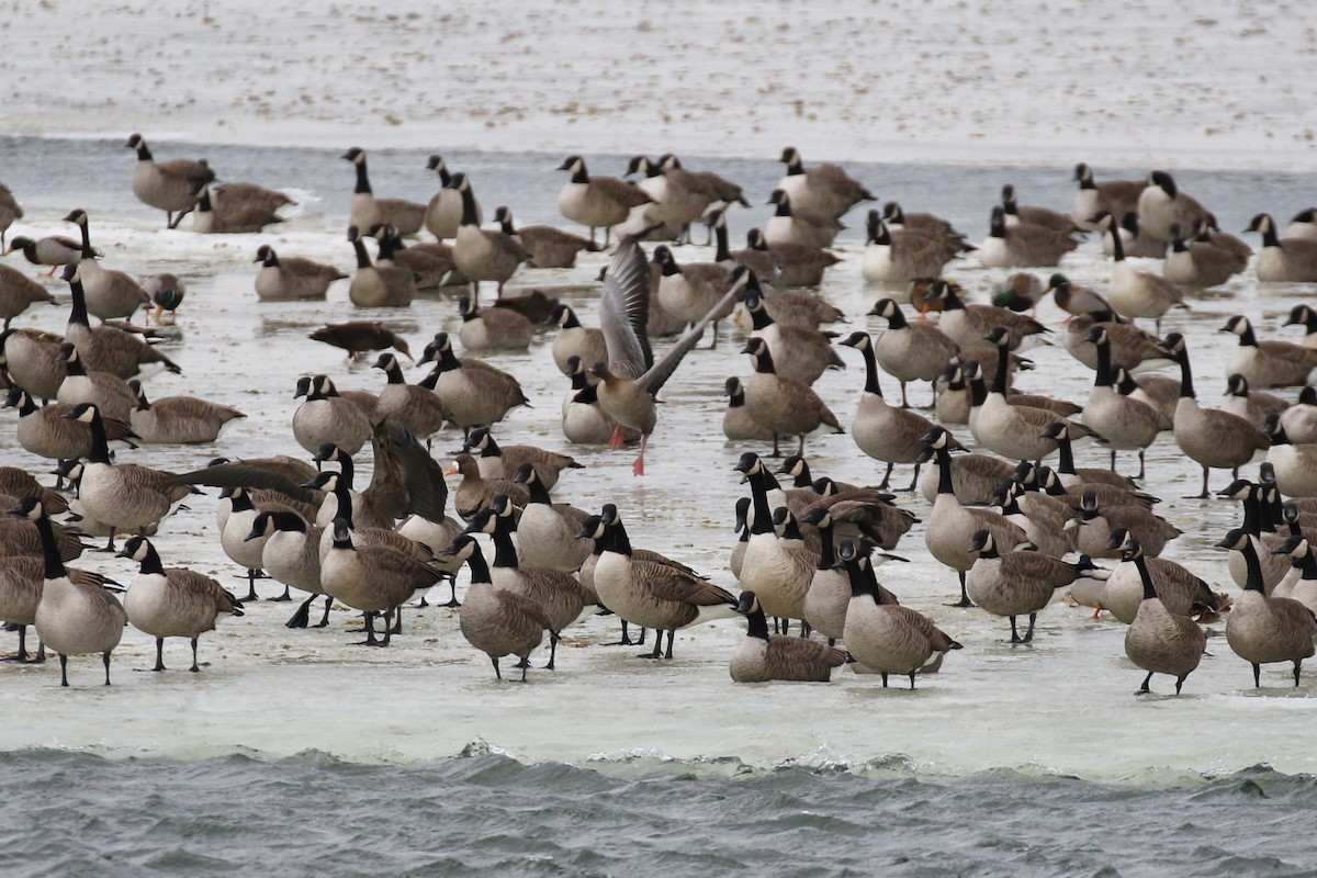 Pink-footed Goose - ML290920391