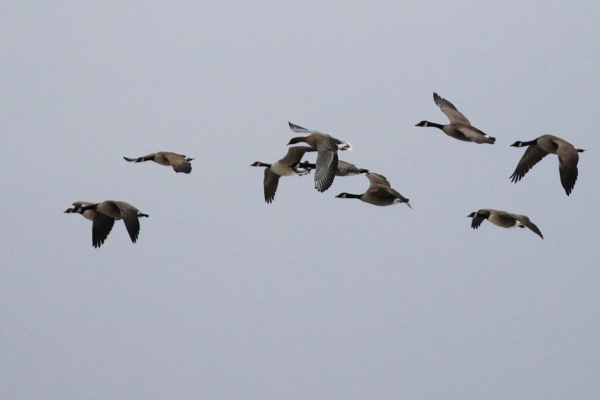 Pink-footed Goose - ML290920401
