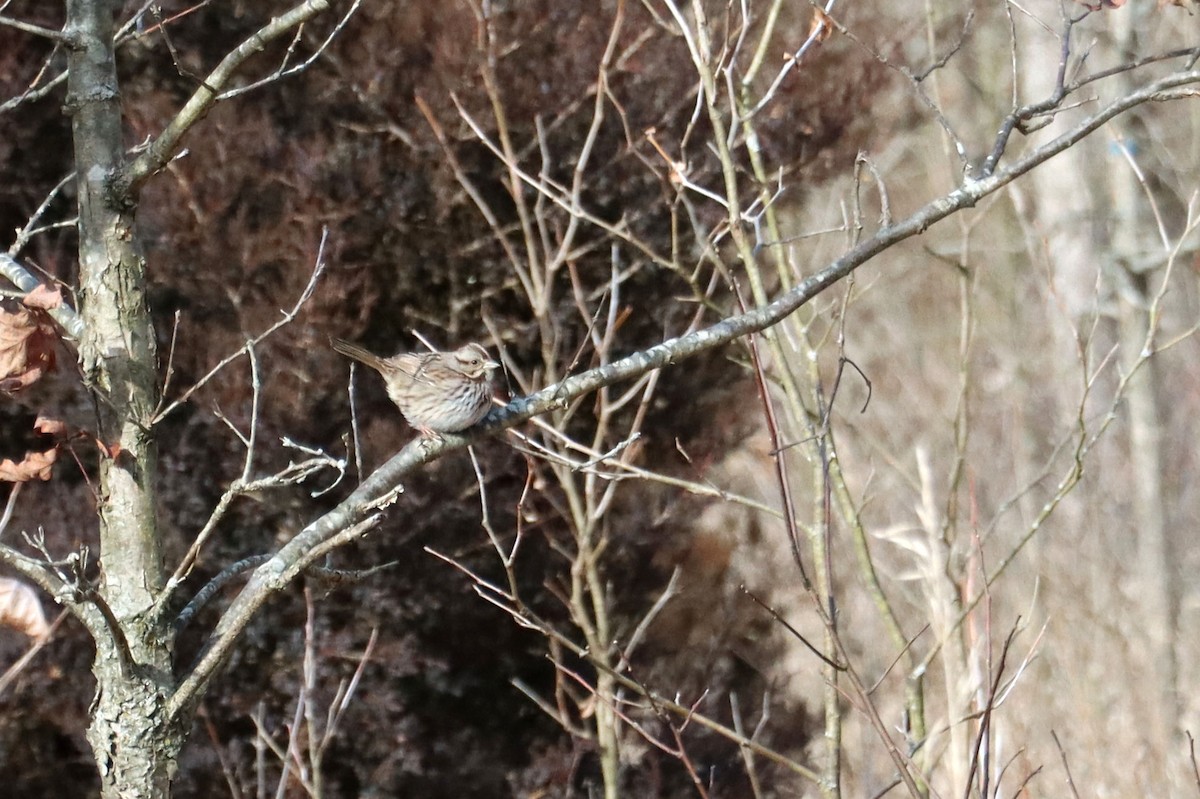 Song Sparrow - ML290921201