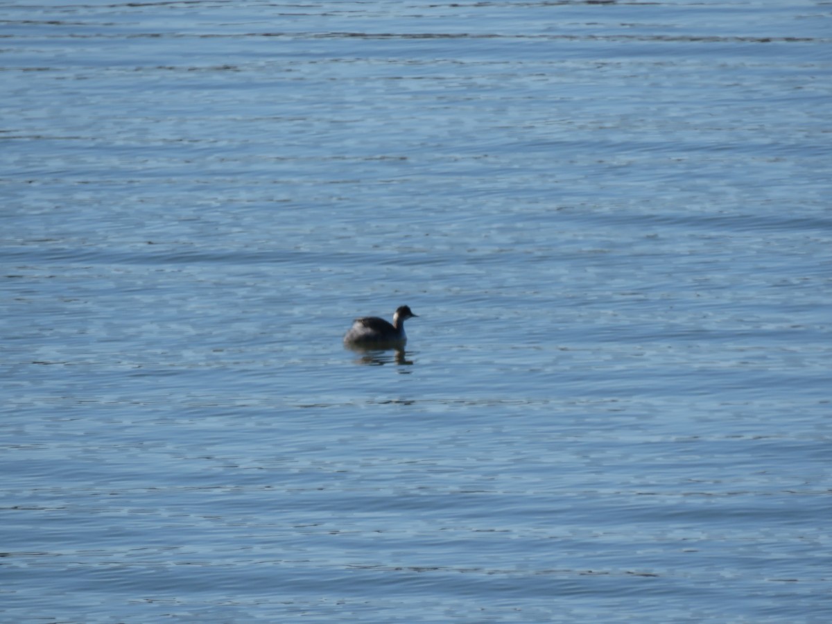 Eared Grebe - ML290921521