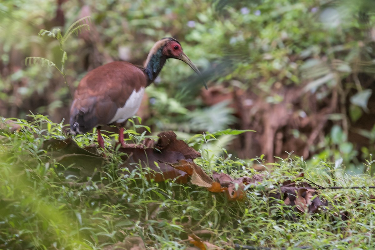 Ibis Crestado - ML290921921