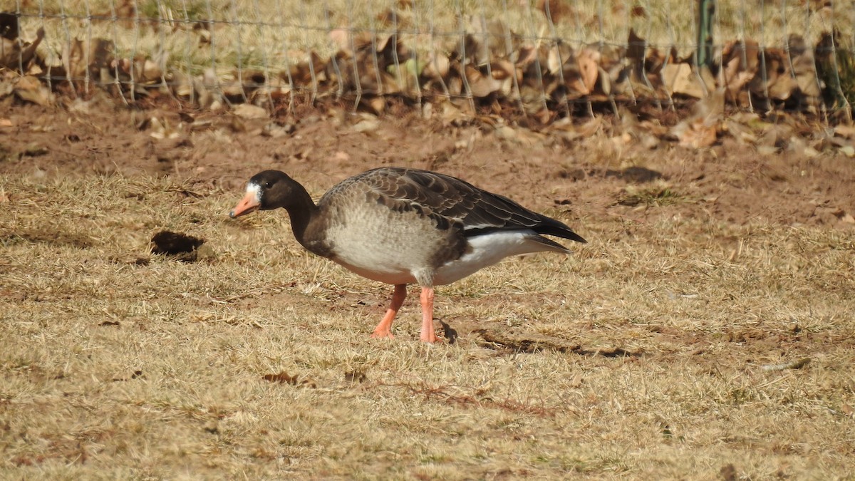 Greater White-fronted Goose - ML290921991