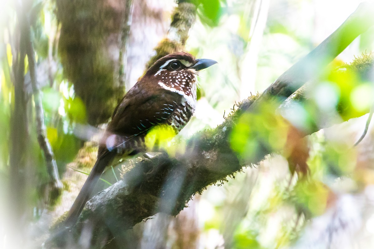 Short-legged Ground-Roller - ML290922061