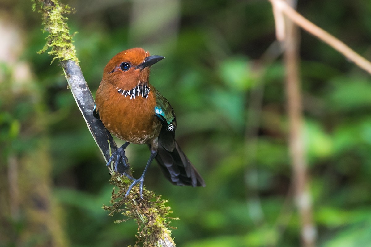 Rufous-headed Ground-Roller - ML290922331