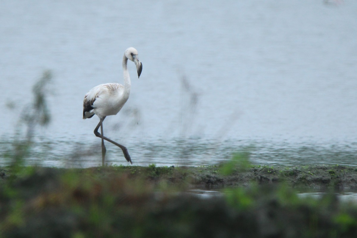 Flamant rose - ML290922501