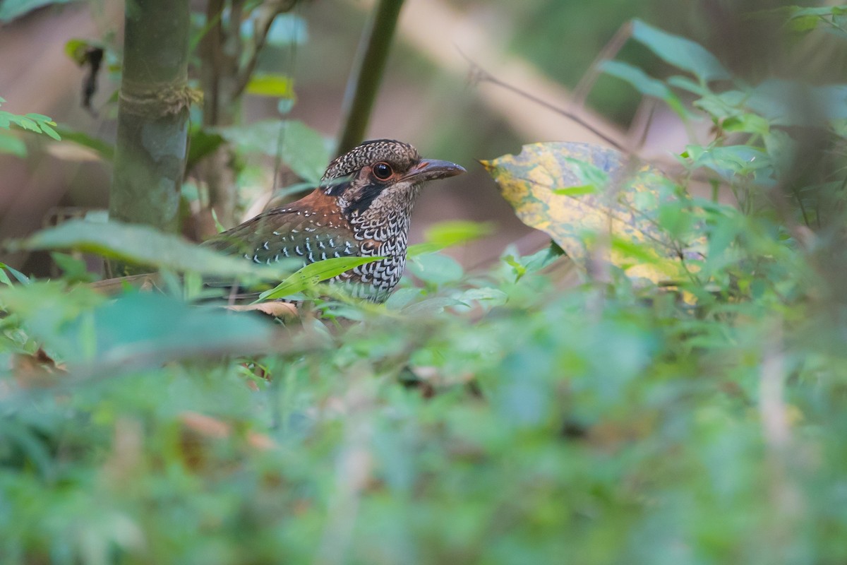 Scaly Ground-Roller - ML290923191