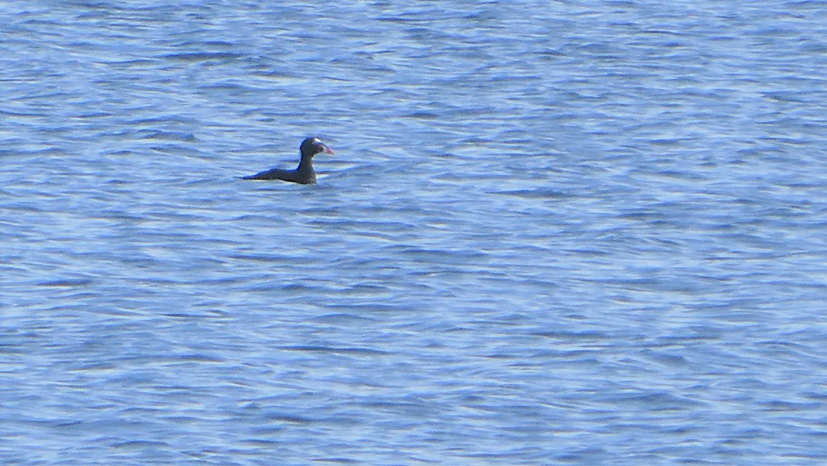 Surf Scoter - Lauren Buckley