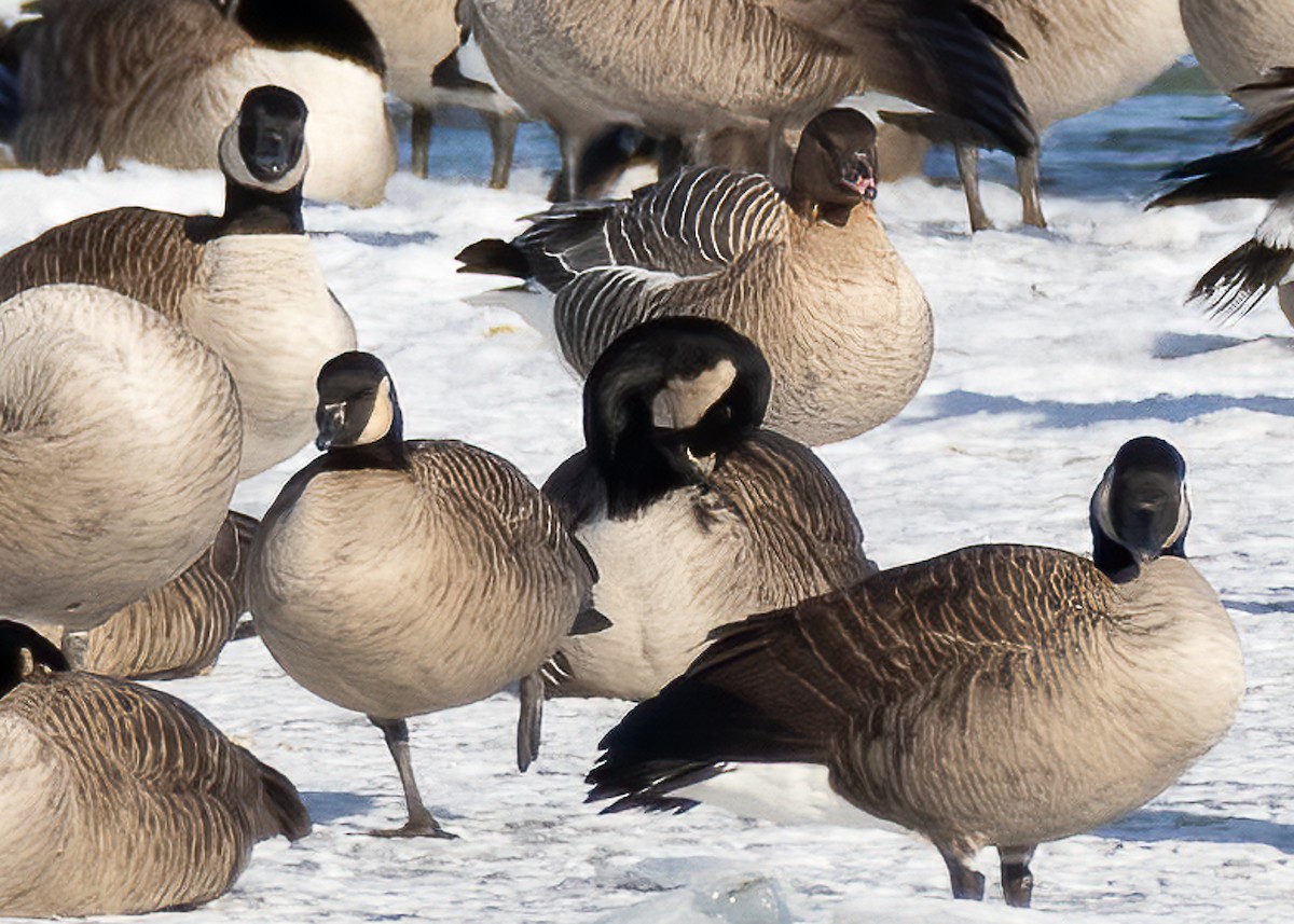 Pink-footed Goose - ML290923571