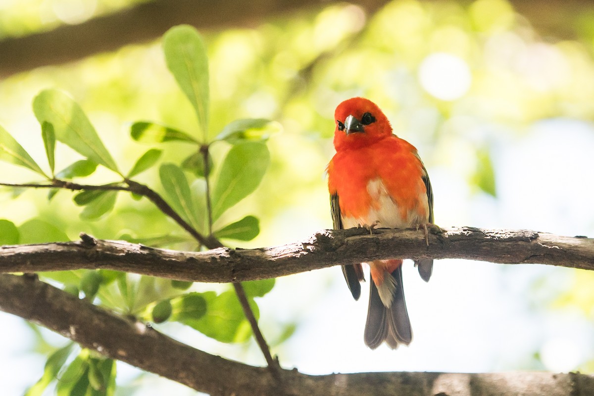 Red Fody - ML290924141