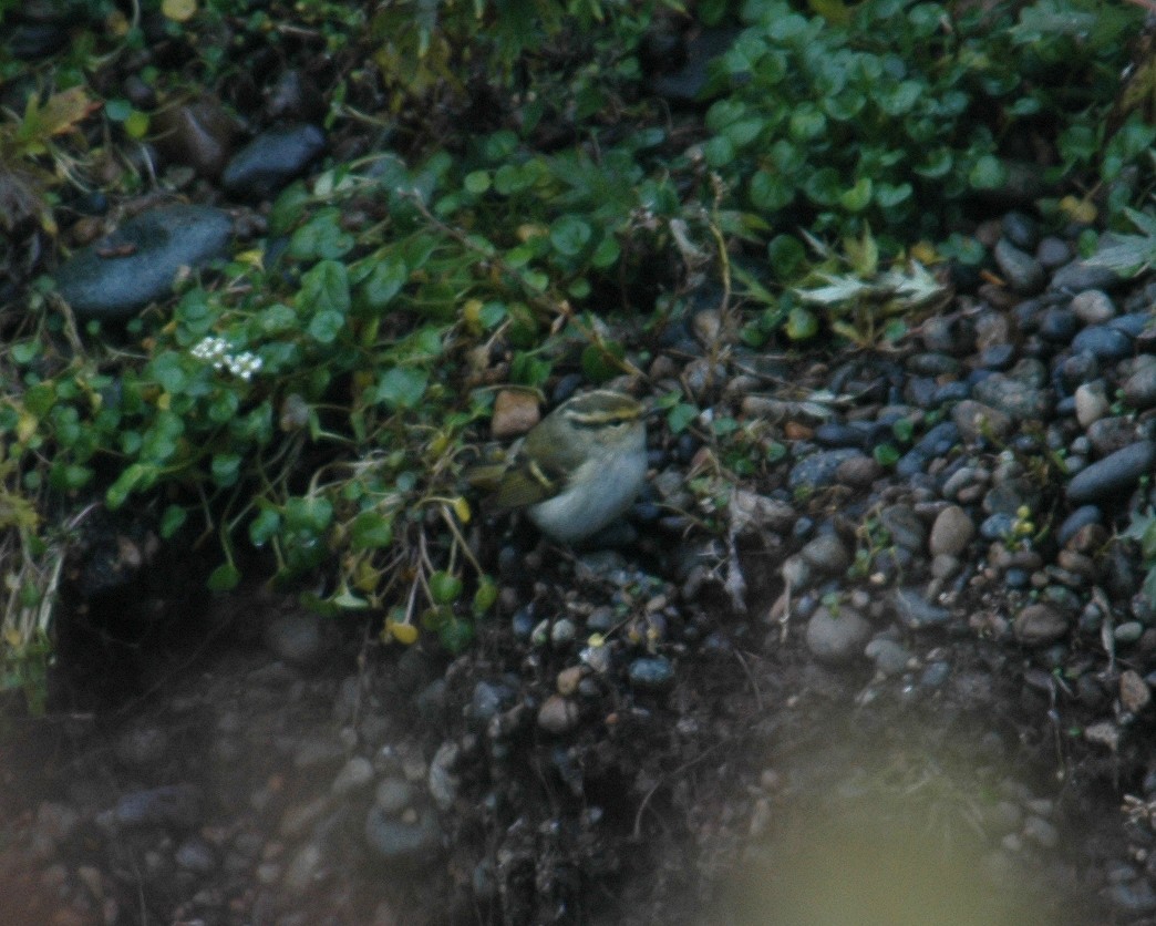 Mosquitero de Pallas - ML290925431