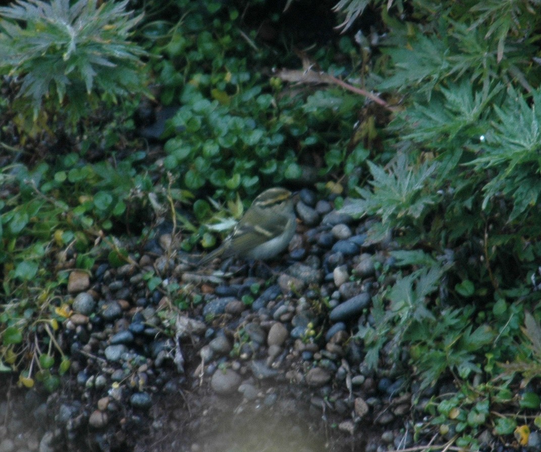 Pallas's Leaf Warbler - ML290925441