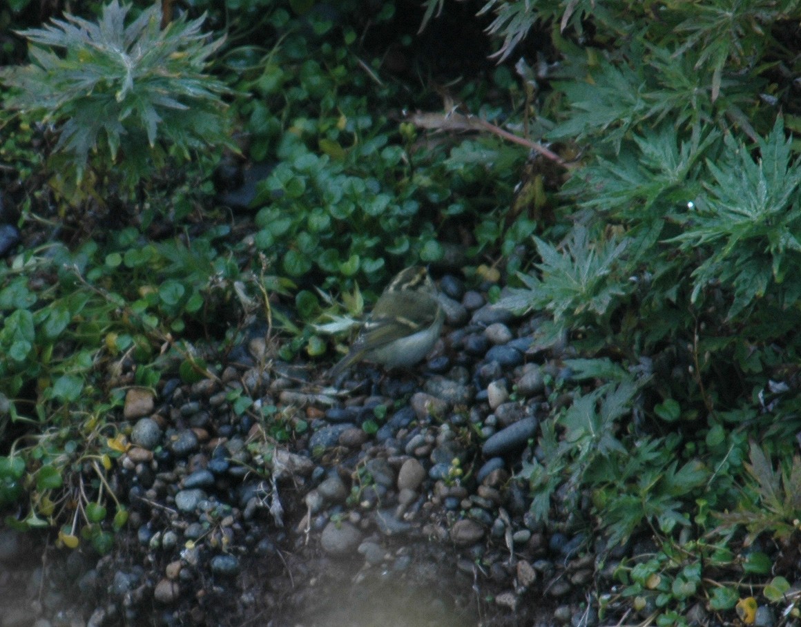 Pallas's Leaf Warbler - ML290925451