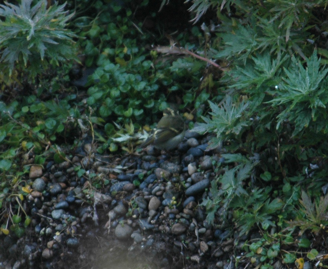 Pallas's Leaf Warbler - ML290925481