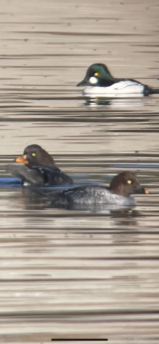 Barrow's Goldeneye - ML290925661