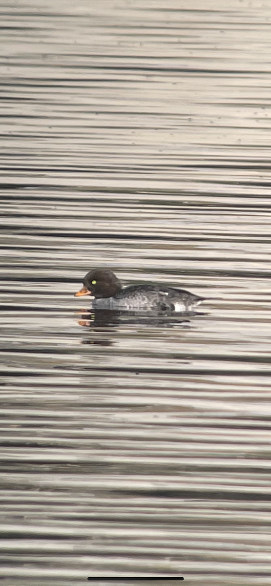 Barrow's Goldeneye - ML290925681
