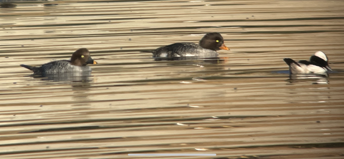 Barrow's Goldeneye - ML290925701