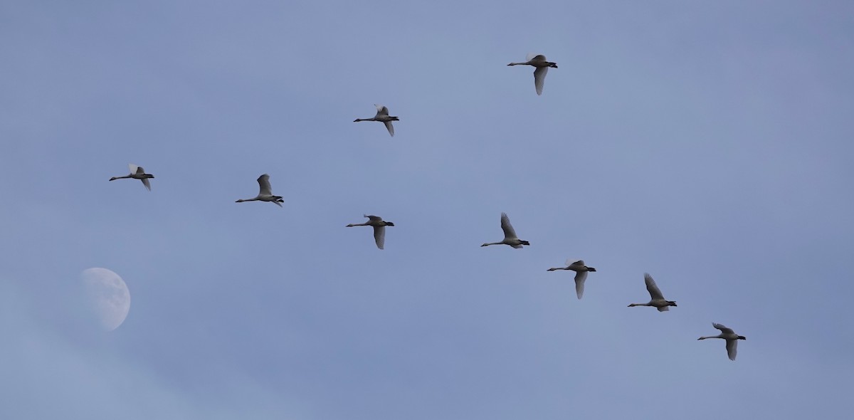 Tundra Swan - sonja raub