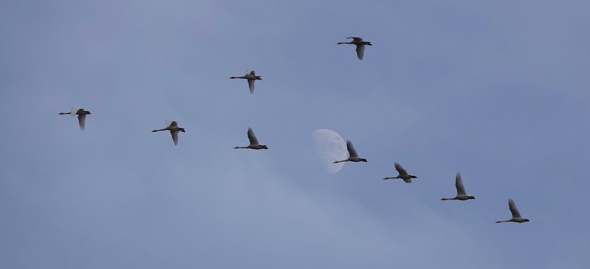 Tundra Swan - sonja raub