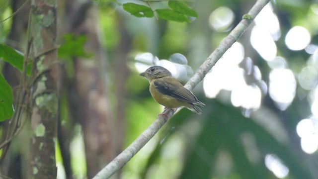 White-crested Spadebill - ML290926581